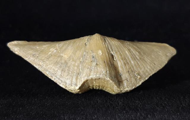 Cyrtospirifer rudkinensis (LJASCHENKO 1959) - Bild © FossNet FossilienStore